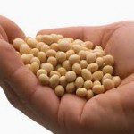 soy nuts soy nuts 150x150 Hot Flashes and Soy Nut Consumption in the Diet